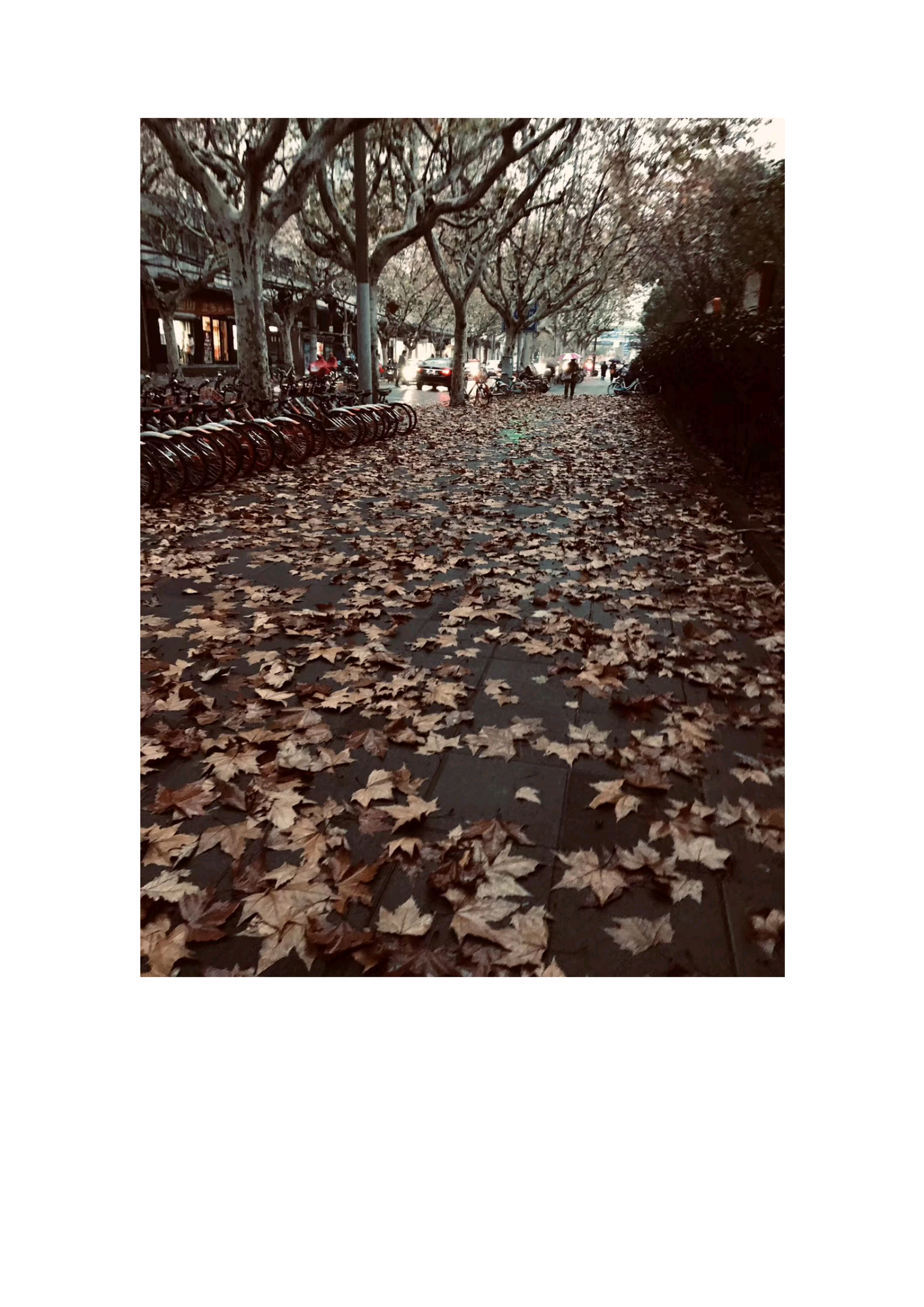 《SEASONAL PICTURES》